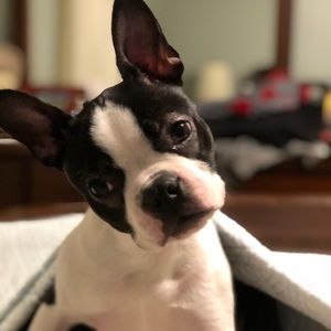 Meet your Posher, Abby